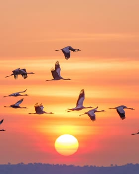 Cranes migrating at sunset